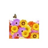 For Women