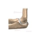 Joints - Muscles - Bones